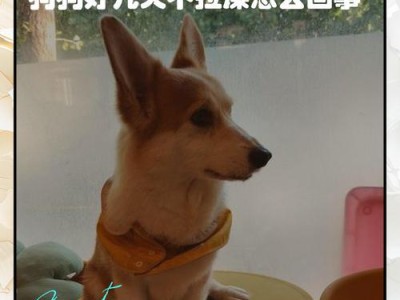 幼犬拉屎频率及注意事项（养幼犬的关键是控制拉屎频率，健康幼犬的必备常识）