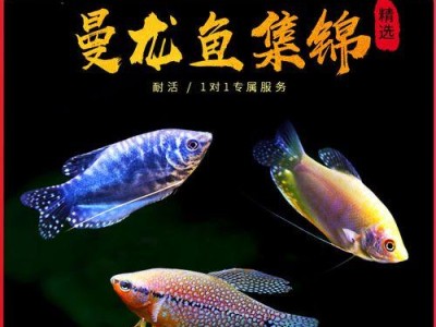 以蓝曼龙喂什么饲料？（选择合适的饲料让蓝曼龙健康成长）