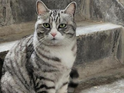 美国短毛猫（揭秘美短猫的五个优点，了解为何它成为爱猫人士的首选）