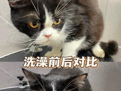 猫咪洗澡与铲屎官的注意事项（让你的猫咪洗澡更顺利，做个贴心的铲屎官！）
