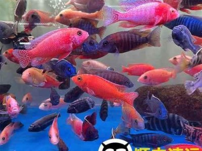 非洲王子鱼的生长周期及其关键要素研究（解析非洲王子鱼成长速度与影响因素）