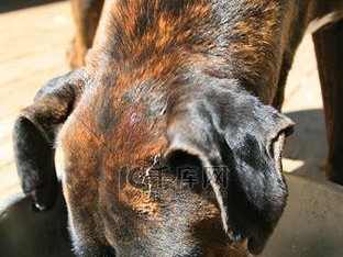 打造健康快乐的拳师犬生活（养护技巧及饮食建议，让你的拳师犬更加强壮健康）