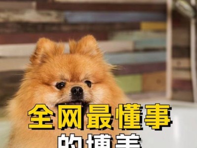 博美狗的懂事过程（从顽皮到乖巧，博美何时开始懂事？）