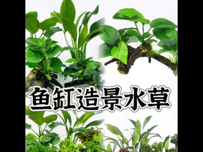 如何选择适合鱼缸过滤槽的水草（为你的鱼缸增添自然美——选择适合鱼缸过滤槽的水草）
