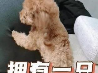 狗狗为何突然挠东西？（了解狗狗挠东西的原因及解决方法）