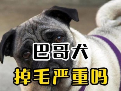 巴哥犬价格与影响因素揭秘（探寻巴哥犬价格的秘密及影响因素）