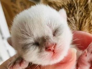 猫咪呛到反应，该如何应对？（了解猫咪呛到的原因和处理方法，为你的宠物提供安全保障）