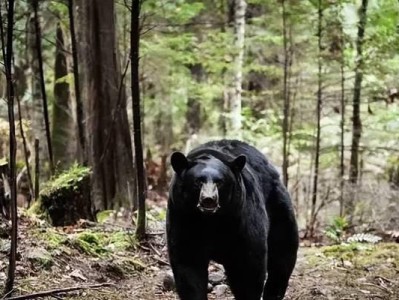 狗与黑熊（探索最合适的狗品种与黑熊共处的秘密）