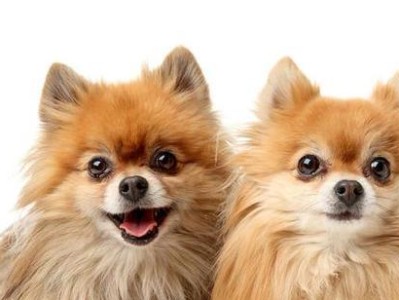 博美犬的食量究竟有多大？（了解博美犬每天所需的狗粮量和饮食习惯）