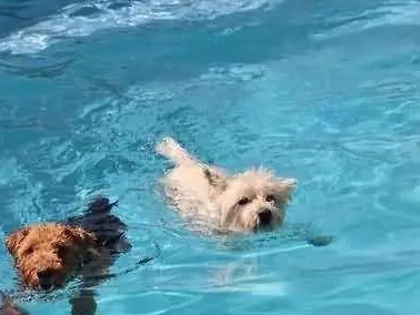 狗狗脱水的原因及饮水建议（为你的爱犬提供足够的水分，）
