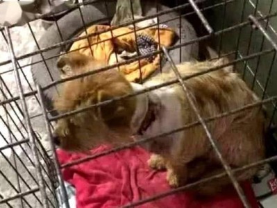 抓狗脖子肉的原因与影响（以为什么抓狗脖子肉会成为一种行为习惯？）