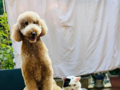 巨型贵宾的饮食需求（从幼犬到成年犬，了解巨型贵宾的饮食需求）