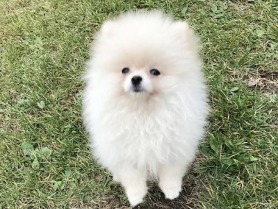 博美犬换毛期掉毛怎么办？（有效的护理方法和营养饮食）