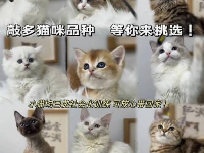 湖南狗的品种及价格一览（湖南狗品种丰富多样，价格从低到高）