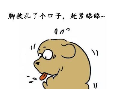 小狗为什么喜欢舔伤口？（解析小狗舔伤口行为的原因和益处）