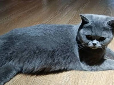 母猫闹猫的常见症状及处理方法（宠物母猫闹猫时需注意的情况及应对策略）