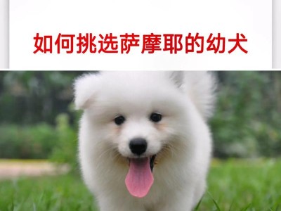 穷养一只萨摩耶的实际开销（以最小经济负担养一只萨摩耶，每个月需要花费多少钱？）