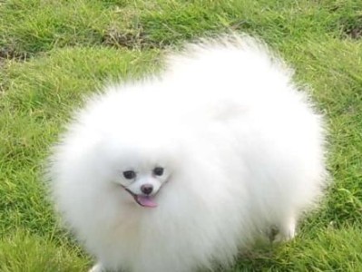 博美犬发热的原因（从宠物健康角度探究博美犬体温升高的原因）