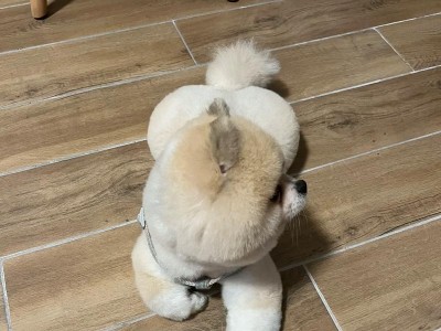 品质卓越的俊介博美犬（饲养俊介，享受无尽快乐）