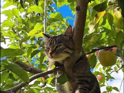 猫咪晒太阳的最佳时间及时长（保护猫咪健康的太阳晒浴法）
