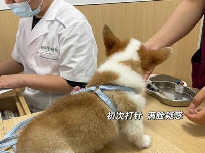 狗狗疫苗和体检费用一览（了解狗狗疫苗和体检的费用及重要性）
