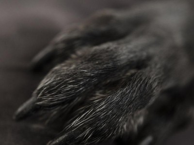 黑色毛灰爪子狗（揭秘毛色独特的黑色毛灰爪子狗，了解它们的特点和起源）