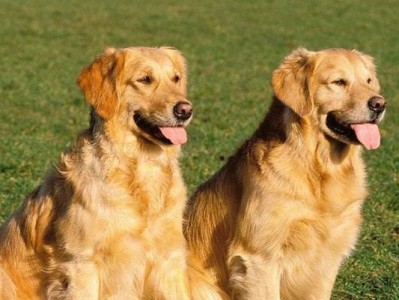 大型犬中最适合与小孩亲近的品种（探索大型犬与小孩友好互动的理由和方法）