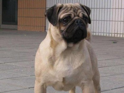 巴哥犬的饲养方法与注意事项（贵价与关爱，巴哥犬的全面饲养指南）