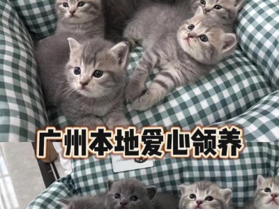 英短蓝猫的两个月饮食指南（了解小猫咪生长发育，打造健康的饮食习惯）