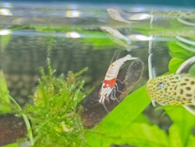 鳌虾养殖（优化鳌虾养殖环境，提高产量与质量）