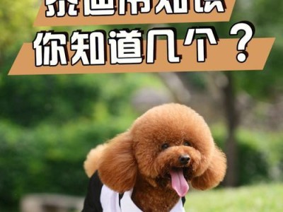 泰迪养护指南（掌握泰迪的饮食、训练、健康和梳理，成为合格泰迪爸妈）