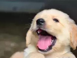 金毛犬的掉毛时间表（了解金毛犬毛发周期，养护更得宜）