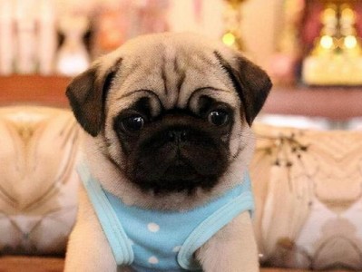 巴哥犬的完美饲养秘诀（科学饲养，让巴哥犬健康快乐）