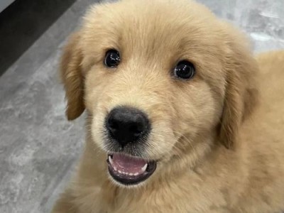 金毛幼犬的合理饮食和喂养指南（为你的小金毛打下健康成长的基础）