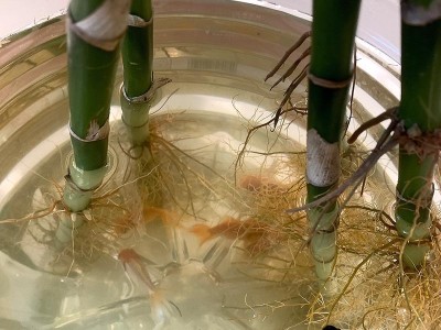 金鱼养殖是否需要加盐？（盐对金鱼养殖的好处及使用注意事项）