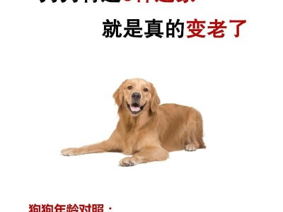 如何科学喂养金毛犬，防止过胖（金毛犬的节食经验分享，健康饮食的关键）