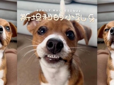 动物中以换奶牙为主题的珍奇现象（探索动物世界中换奶牙的神奇现象）