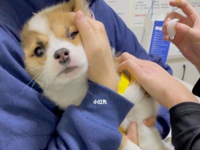 狗狗接种疫苗的费用及日常护理费用（了解狗狗接种疫苗所需费用和日常护理的重要性）