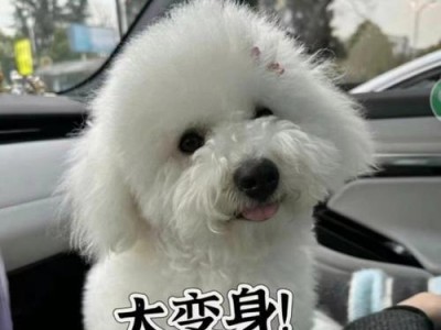 以比熊改善泪痕，饮食应注意什么？（善用饮食帮助比熊改善泪痕问题，关键是什么？）