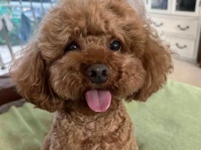 泰迪犬的寒冷适应能力（探讨泰迪犬在寒冷天气中的舒适度及是否需要额外保暖的原因）