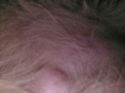 狗前有什么症状？（了解狗的常见症状，保护你的爱宠健康）