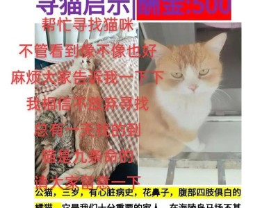 小猫的寿命是多久？（探究小猫的预期寿命及影响因素）