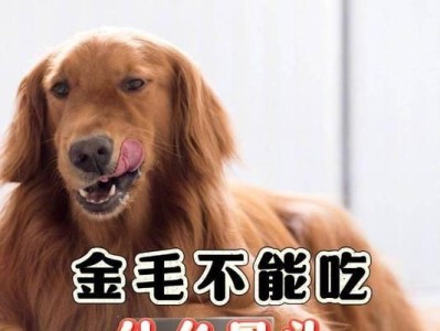 喂养金毛幼犬的六个注意事项（关爱金毛宝宝健康成长，铲屎官要牢记这六点）
