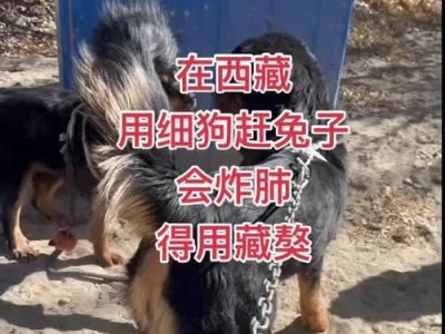 高原“流浪汉”——藏獒的现状与问题（从忠实牧犬到无家可归的遗憾，藏獒的关键命运）