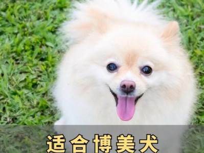 博美犬怀孕期所需食物及饮食注意事项
