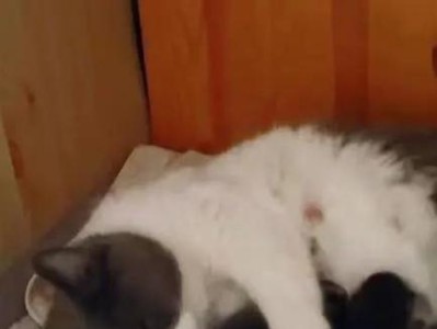 母猫配猫后多久不叫？（了解母猫发情期和交配后的行为变化）
