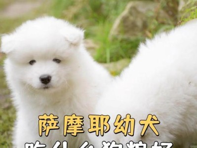 萨摩耶4个月应该吃什么？（为你的小狗提供合适的饮食是至关重要的）