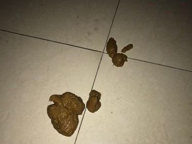 狗狗的正常粪便特征（狗狗拉什么样的屎是正常的？）