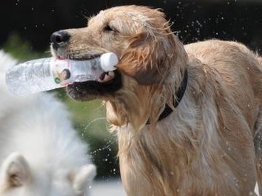 如何训练金毛犬躺下装死？（打造听话乖巧的宠物犬）