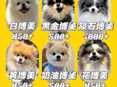 博美犬价格揭秘